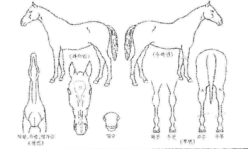 �������� ����,���,�޸�,�λ�,�ٸ��� Ư¡����