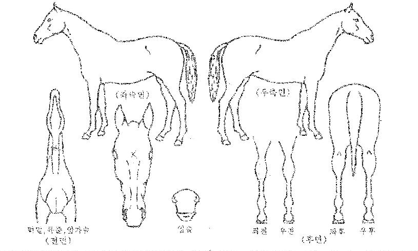 ����ŷ�� ����,���,�޸�,�λ�,�ٸ��� Ư¡����