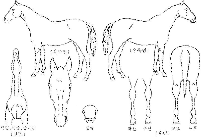 ���극���� ����,���,�޸�,�λ�,�ٸ��� Ư¡����