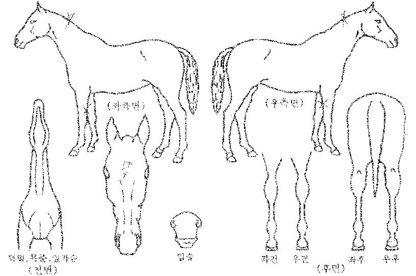 ������ ����,���,�޸�,�λ�,�ٸ��� Ư¡����