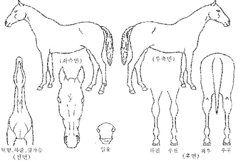 ������������ ����,���,�޸�,�λ�,�ٸ��� Ư¡����