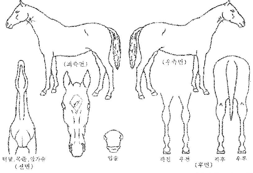 °¡¿ÂèÇÁÀÇ Ãø¸é,¿ì¸é,µÞ¸é,µÎ»ó,´Ù¸®ÀÇ Æ¯Â¡µµÇØ