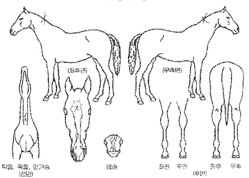 ����¡�轺�� ����,���,�޸�,�λ�,�ٸ��� Ư¡����