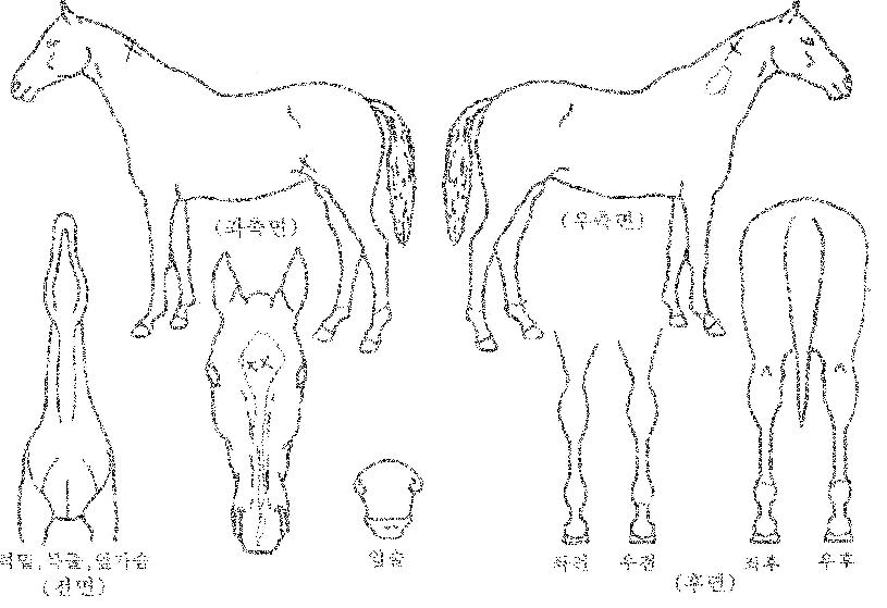 ���������� ����,���,�޸�,�λ�,�ٸ��� Ư¡����