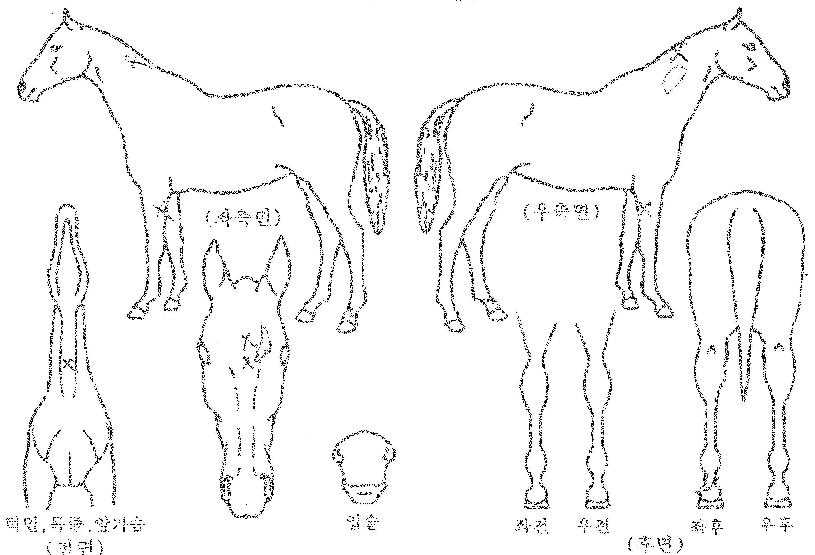 ¼¶½Ì¹Ì½ºÅ͸®ÀÇ Ãø¸é,¿ì¸é,µÞ¸é,µÎ»ó,´Ù¸®ÀÇ Æ¯Â¡µµÇØ