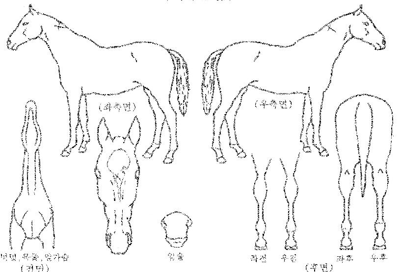 �Ƹ������ڸ��� ����,���,�޸�,�λ�,�ٸ��� Ư¡����