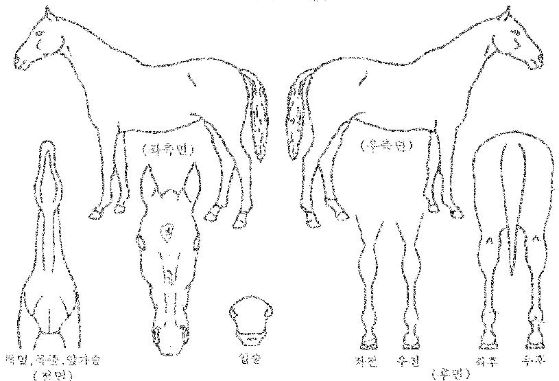 �ְ��Ҹ��� ����,���,�޸�,�λ�,�ٸ��� Ư¡����