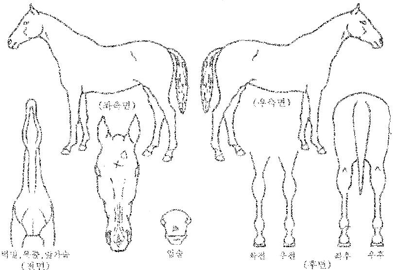 ¿ÀÄÉÀ̵¥ÀÌÀÇ Ãø¸é,¿ì¸é,µÞ¸é,µÎ»ó,´Ù¸®ÀÇ Æ¯Â¡µµÇØ