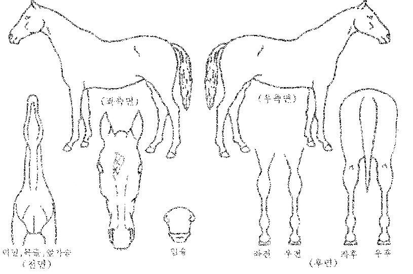 ½Ç¹öµðÀÚÀÎÀÇ Ãø¸é,¿ì¸é,µÞ¸é,µÎ»ó,´Ù¸®ÀÇ Æ¯Â¡µµÇØ