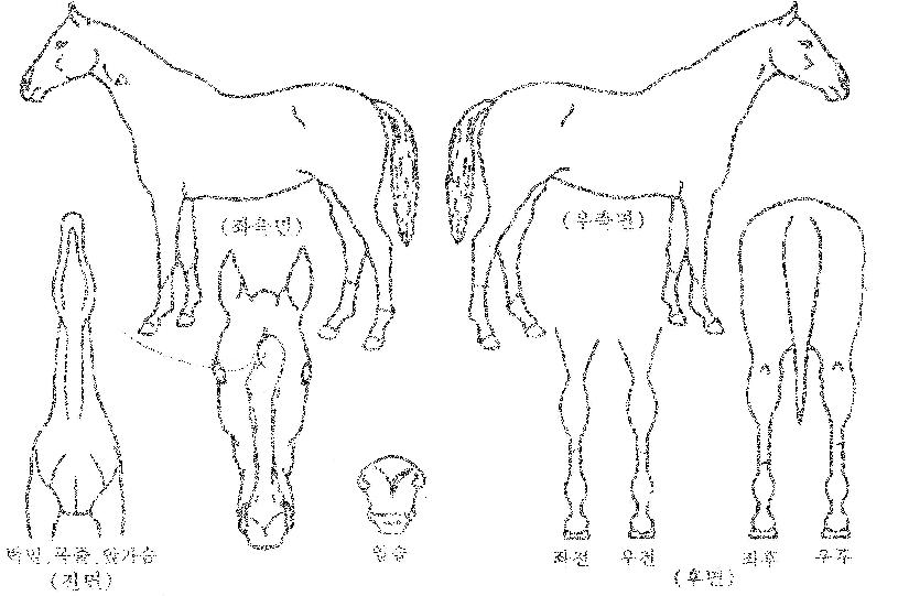 °»êÀǾÆÄ§ÀÇ Ãø¸é,¿ì¸é,µÞ¸é,µÎ»ó,´Ù¸®ÀÇ Æ¯Â¡µµÇØ