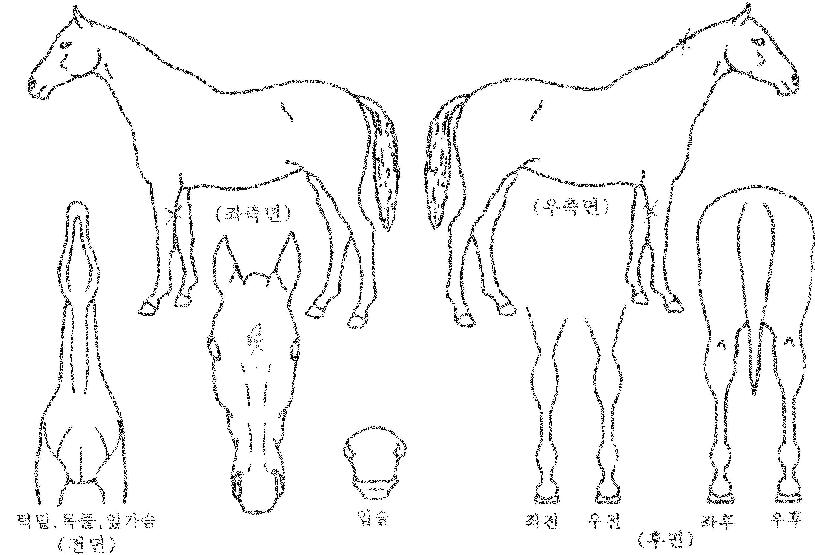 õ�չٶ��Ҹ��� ����,���,�޸�,�λ�,�ٸ��� Ư¡����