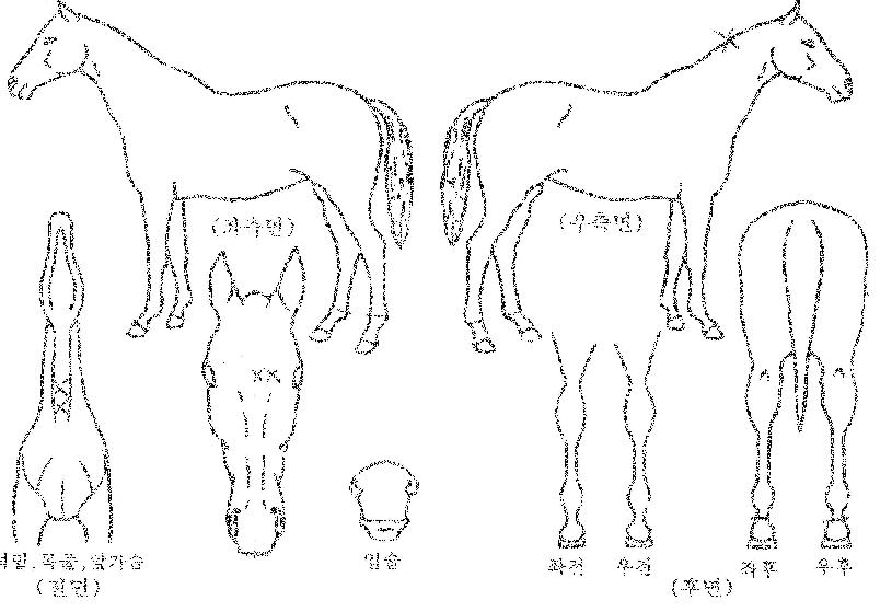 ���޶���ŷ�� ����,���,�޸�,�λ�,�ٸ��� Ư¡����