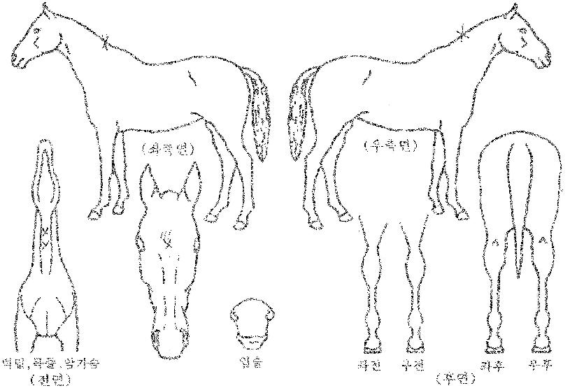 ¾ÈÁ¤¼ºÀÚ¸¶ÀÇ Ãø¸é,¿ì¸é,µÞ¸é,µÎ»ó,´Ù¸®ÀÇ Æ¯Â¡µµÇØ