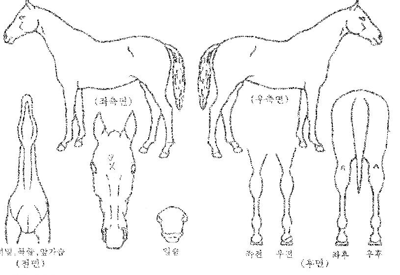 ¿¤Ä«ÀÇ Ãø¸é,¿ì¸é,µÞ¸é,µÎ»ó,´Ù¸®ÀÇ Æ¯Â¡µµÇØ