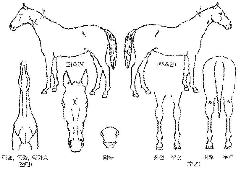 �����Ӵ��� ����,���,�޸�,�λ�,�ٸ��� Ư¡����