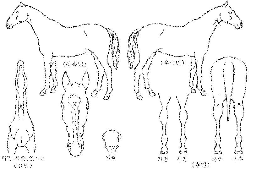 �����̸����� ����,���,�޸�,�λ�,�ٸ��� Ư¡����