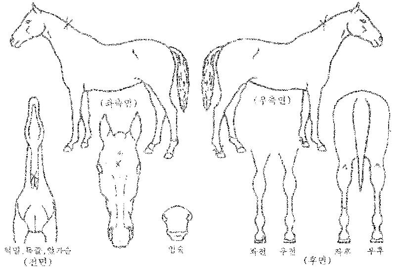 ����Ʈ��ǳ�� ����,���,�޸�,�λ�,�ٸ��� Ư¡����