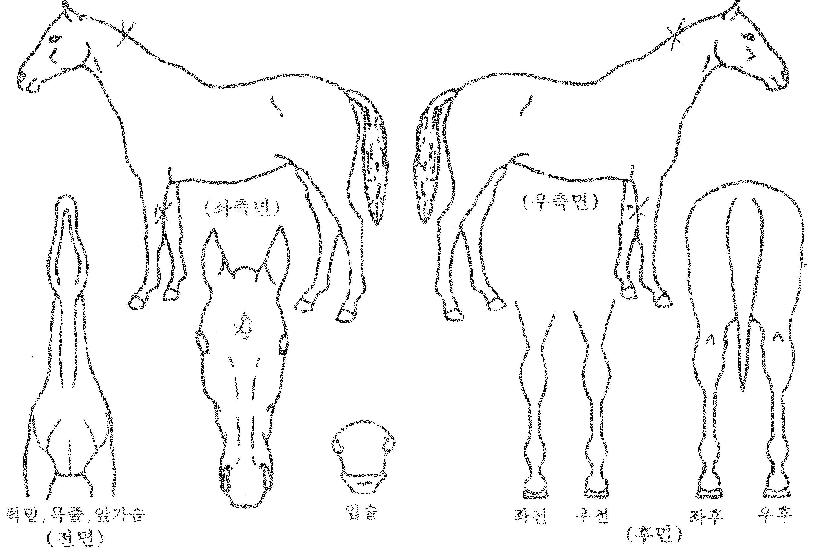 ¼±´õ¾Ù¸®ÀÇ Ãø¸é,¿ì¸é,µÞ¸é,µÎ»ó,´Ù¸®ÀÇ Æ¯Â¡µµÇØ