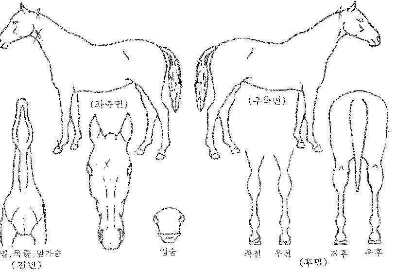 ��ȣ����ƮĹ�� ����,���,�޸�,�λ�,�ٸ��� Ư¡����