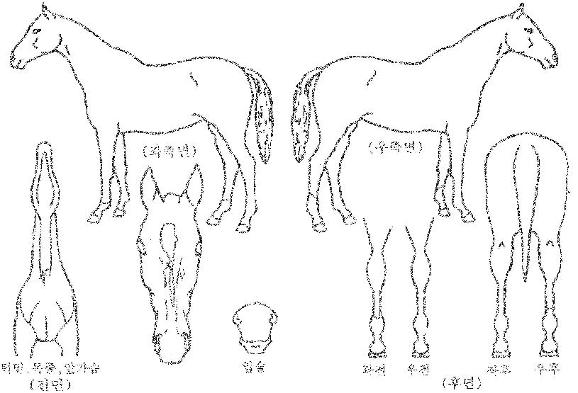 �������� ����,���,�޸�,�λ�,�ٸ��� Ư¡����