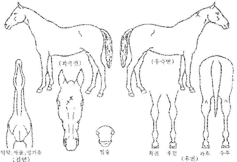 ŸÀÓÄýÀÇ Ãø¸é,¿ì¸é,µÞ¸é,µÎ»ó,´Ù¸®ÀÇ Æ¯Â¡µµÇØ