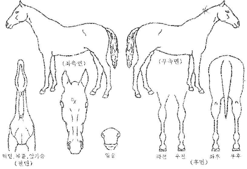 ½ºÄ«À̸¶¸°ÀÇ Ãø¸é,¿ì¸é,µÞ¸é,µÎ»ó,´Ù¸®ÀÇ Æ¯Â¡µµÇØ