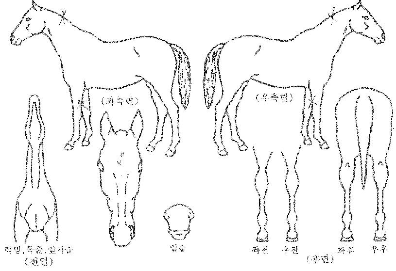 ¸ÞÀÌÀú¿£Á©ÀÇ Ãø¸é,¿ì¸é,µÞ¸é,µÎ»ó,´Ù¸®ÀÇ Æ¯Â¡µµÇØ