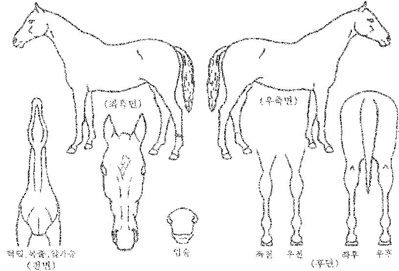 �ƶ����ö���Ʈ�ڸ��� ����,���,�޸�,�λ�,�ٸ��� Ư¡����