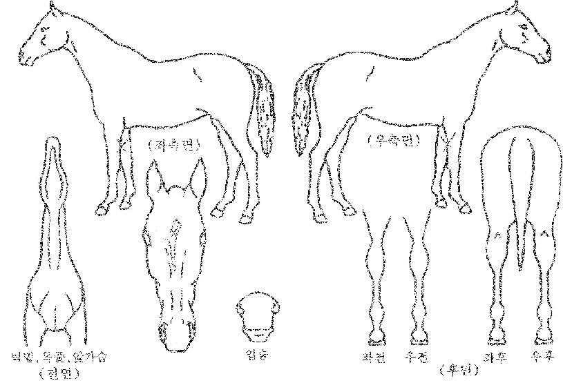 �Ϻ�Ʈ����� ����,���,�޸�,�λ�,�ٸ��� Ư¡����