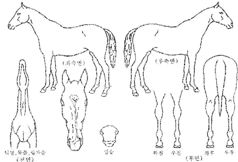 ������Ŀ��� ����,���,�޸�,�λ�,�ٸ��� Ư¡����