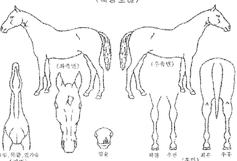 �¾��������� ����,���,�޸�,�λ�,�ٸ��� Ư¡����