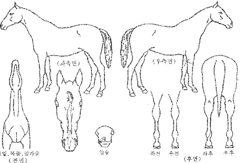 õ»ó±â¿îÀÇ Ãø¸é,¿ì¸é,µÞ¸é,µÎ»ó,´Ù¸®ÀÇ Æ¯Â¡µµÇØ