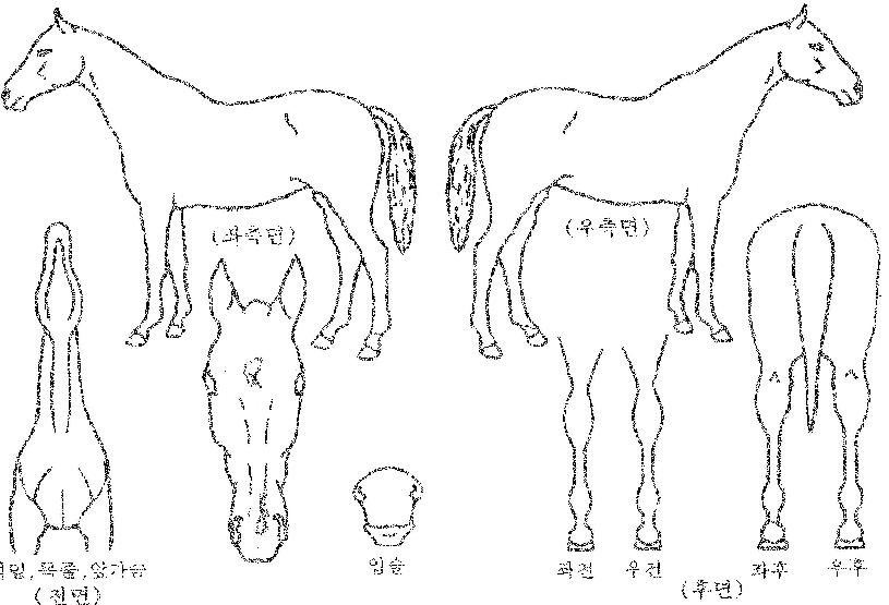 ½´ÆÛ¸Á°íÀÇ Ãø¸é,¿ì¸é,µÞ¸é,µÎ»ó,´Ù¸®ÀÇ Æ¯Â¡µµÇØ