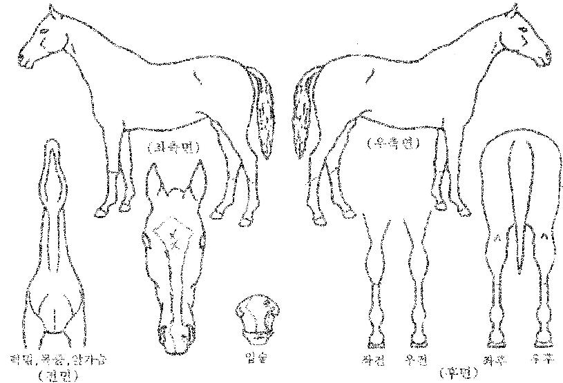 �Ӵ������� ����,���,�޸�,�λ�,�ٸ��� Ư¡����