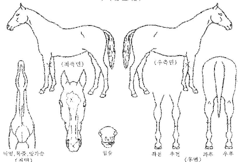 ��õ�ǻ���� ����,���,�޸�,�λ�,�ٸ��� Ư¡����