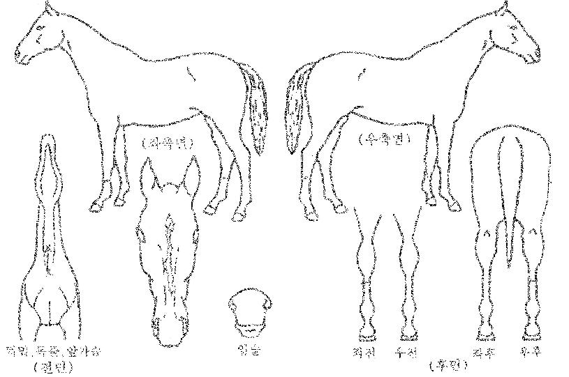 ���������� ����,���,�޸�,�λ�,�ٸ��� Ư¡����