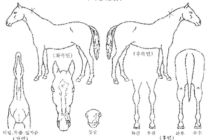 õÇÏÇü±¹ÀÇ Ãø¸é,¿ì¸é,µÞ¸é,µÎ»ó,´Ù¸®ÀÇ Æ¯Â¡µµÇØ