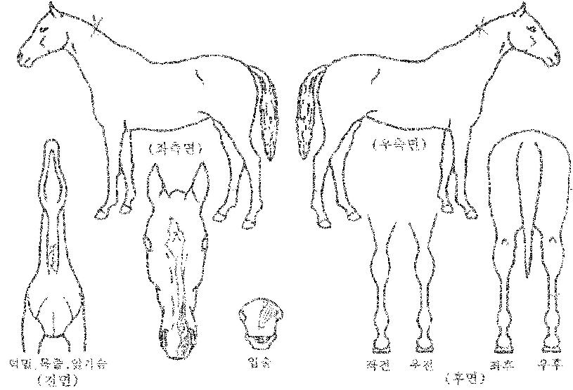 ¸Þ¸®ÈÀÌÆ®ÀÇ Ãø¸é,¿ì¸é,µÞ¸é,µÎ»ó,´Ù¸®ÀÇ Æ¯Â¡µµÇØ
