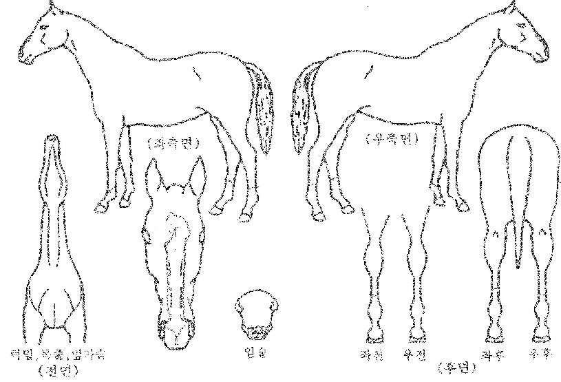 ´º·¹ÀüµåÀÇ Ãø¸é,¿ì¸é,µÞ¸é,µÎ»ó,´Ù¸®ÀÇ Æ¯Â¡µµÇØ