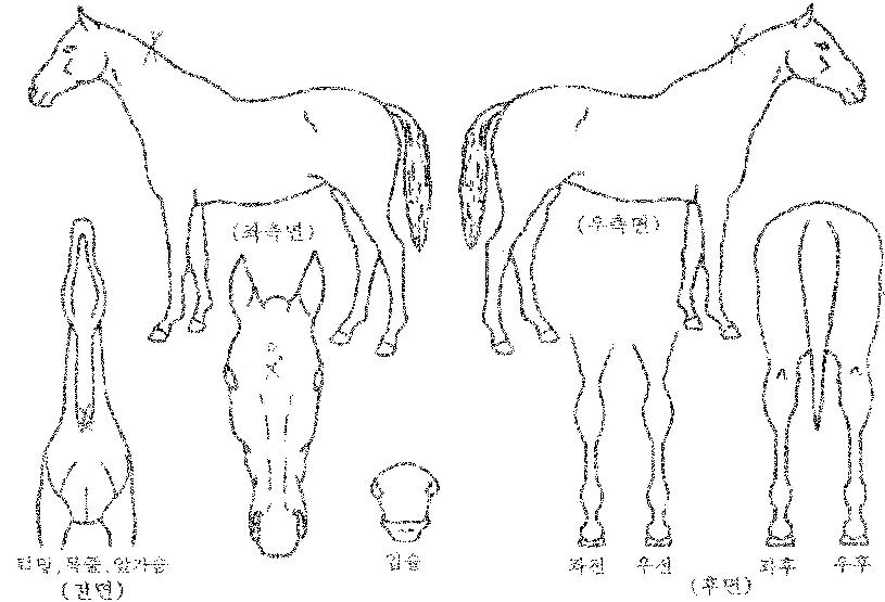¿Áº¸ÀÌÀÇ Ãø¸é,¿ì¸é,µÞ¸é,µÎ»ó,´Ù¸®ÀÇ Æ¯Â¡µµÇØ