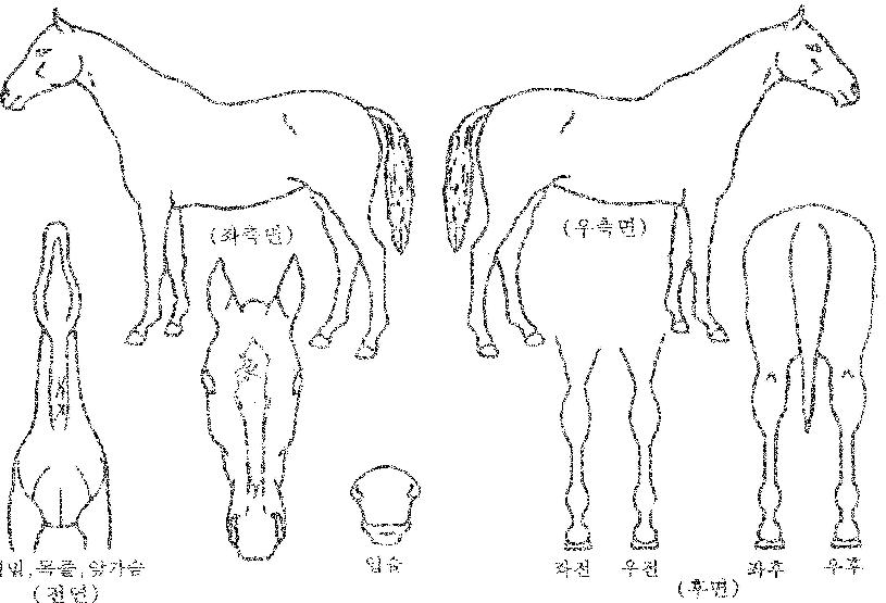 À̽ºÆ®Å·´ýÀÇ Ãø¸é,¿ì¸é,µÞ¸é,µÎ»ó,´Ù¸®ÀÇ Æ¯Â¡µµÇØ