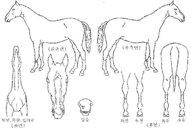 ¶óÁîǪŸ³ªÀÇ Ãø¸é,¿ì¸é,µÞ¸é,µÎ»ó,´Ù¸®ÀÇ Æ¯Â¡µµÇØ