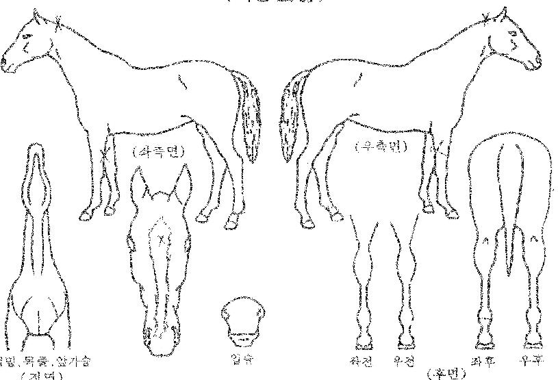 ÇØ¾ÏÀ屺ÀÚ¸¶ÀÇ Ãø¸é,¿ì¸é,µÞ¸é,µÎ»ó,´Ù¸®ÀÇ Æ¯Â¡µµÇØ