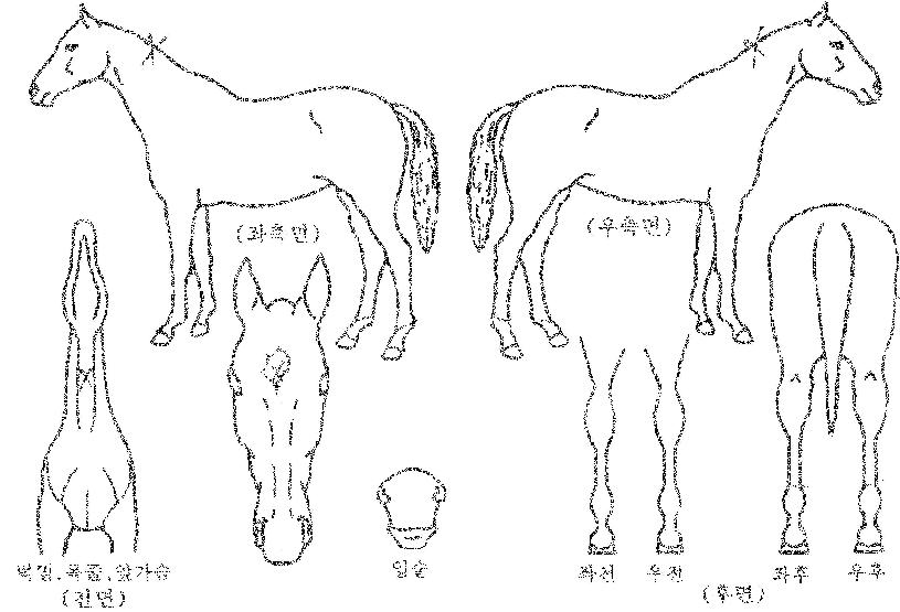 Å¥ÇǵåÄ«µåÀÇ Ãø¸é,¿ì¸é,µÞ¸é,µÎ»ó,´Ù¸®ÀÇ Æ¯Â¡µµÇØ