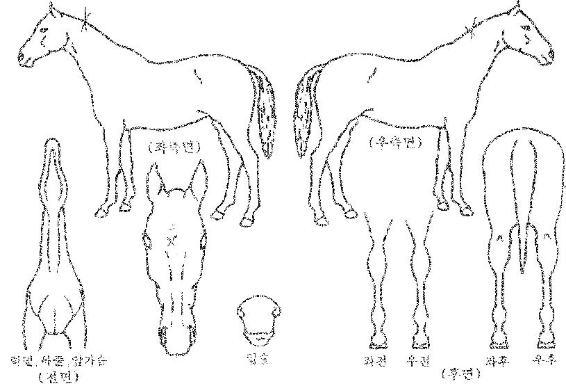 ȭ��Ʈ����Ʈ�� ����,���,�޸�,�λ�,�ٸ��� Ư¡����