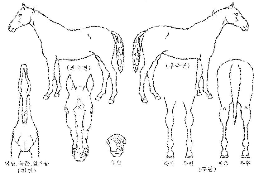 ±âÀûÀÇÀûÅ丶ÀÇ Ãø¸é,¿ì¸é,µÞ¸é,µÎ»ó,´Ù¸®ÀÇ Æ¯Â¡µµÇØ