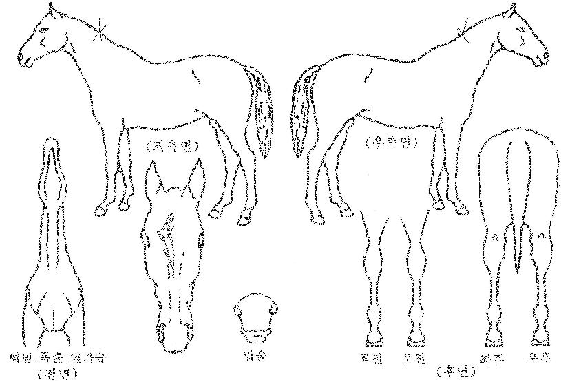 ´õÇϱâÀÇ Ãø¸é,¿ì¸é,µÞ¸é,µÎ»ó,´Ù¸®ÀÇ Æ¯Â¡µµÇØ