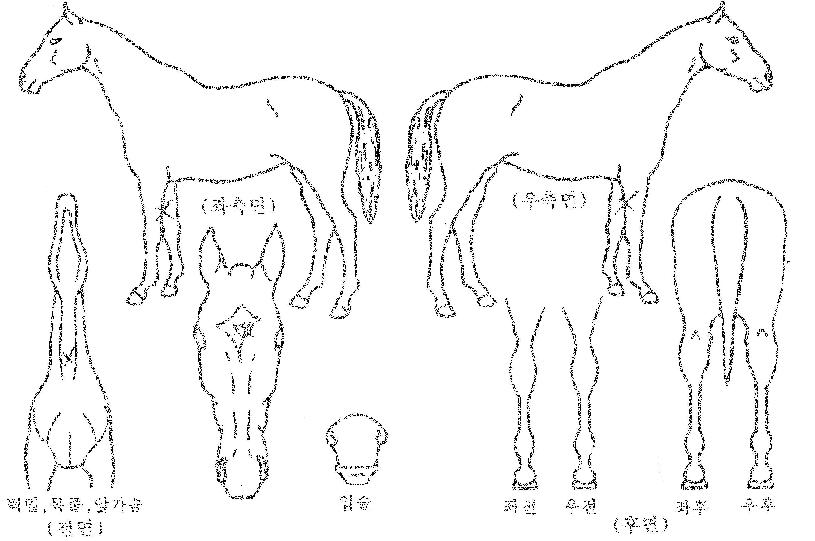 º£½ºÆ®ºÒ¸´ÀÇ Ãø¸é,¿ì¸é,µÞ¸é,µÎ»ó,´Ù¸®ÀÇ Æ¯Â¡µµÇØ