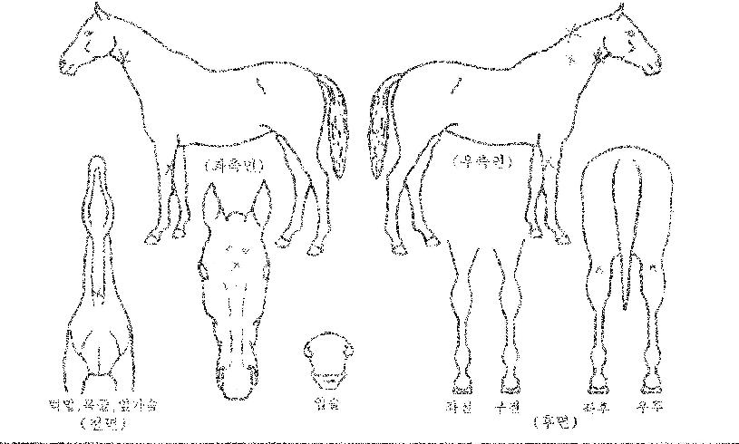 ¾Æ¶óºñ¾È¹öµåÀÚ¸¶ÀÇ Ãø¸é,¿ì¸é,µÞ¸é,µÎ»ó,´Ù¸®ÀÇ Æ¯Â¡µµÇØ