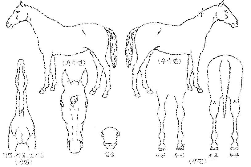 ������ ����,���,�޸�,�λ�,�ٸ��� Ư¡����